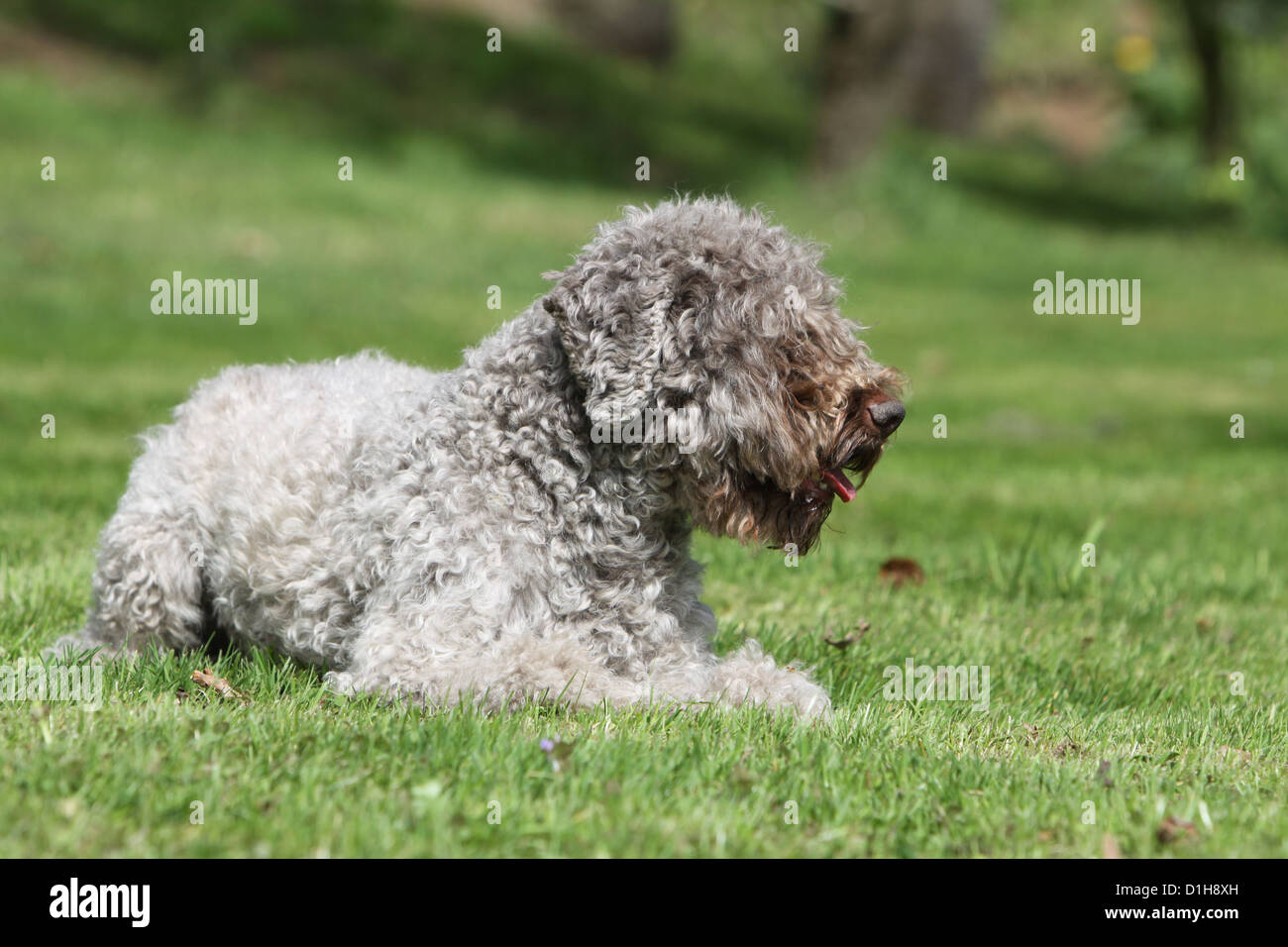 Dog Lagotto Romagnolo truffle dog gray lying down in the grass Stock