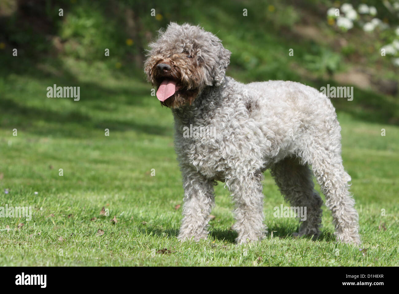 Dog Lagotto Romagnolo truffle dog standard profile white and brown