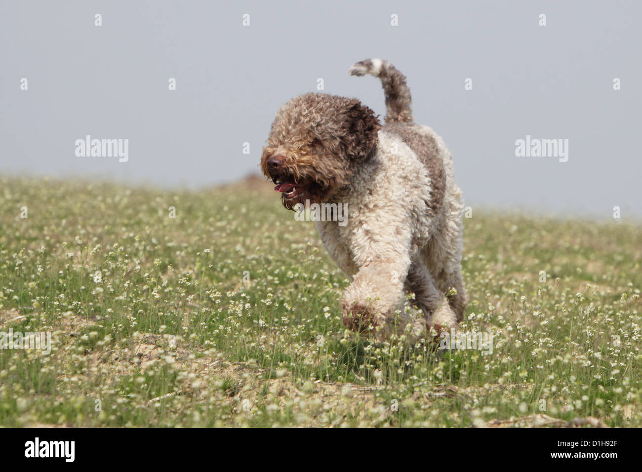 Dog Lagotto Romagnolo truffle dog running face in a field roan brown