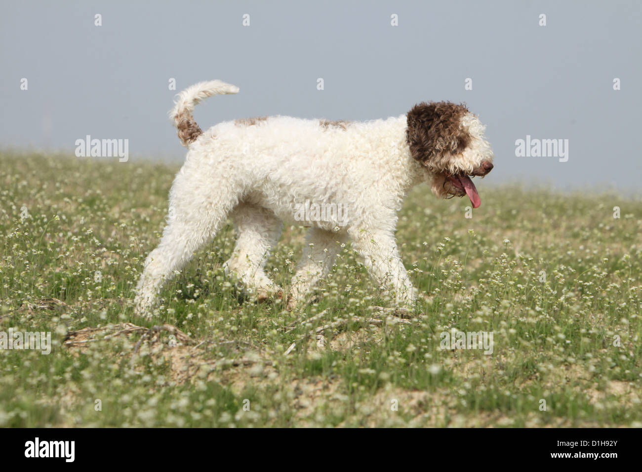 Dog Lagotto Romagnolo truffle dog profile running in a field Stock