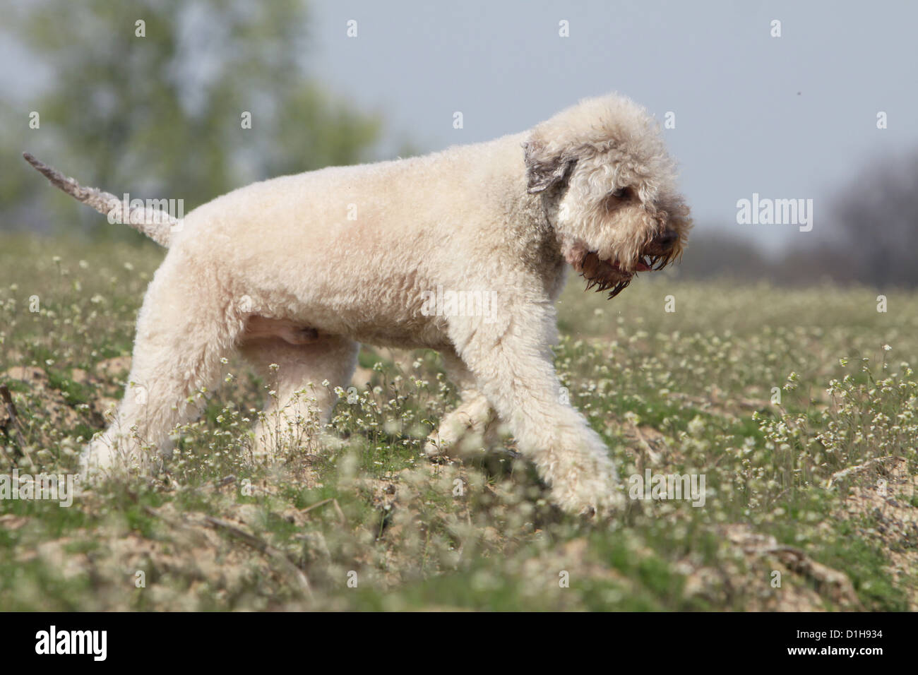 Dog lagotto romagnolo truffle beige hires stock photography and images