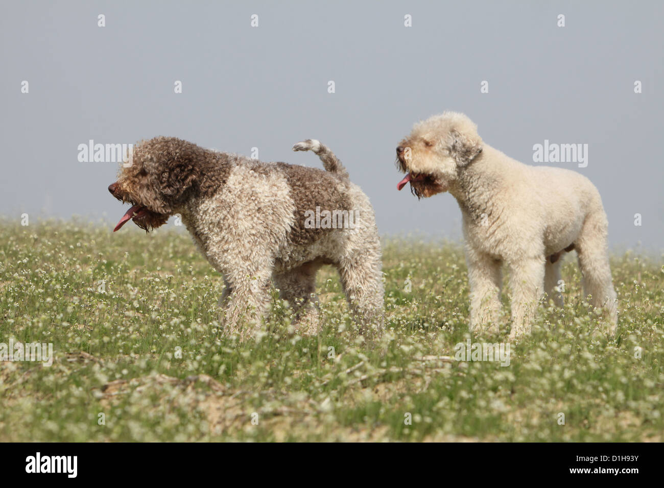 Dog two Lagotto Romagnolo truffle dog different colors walking Stock