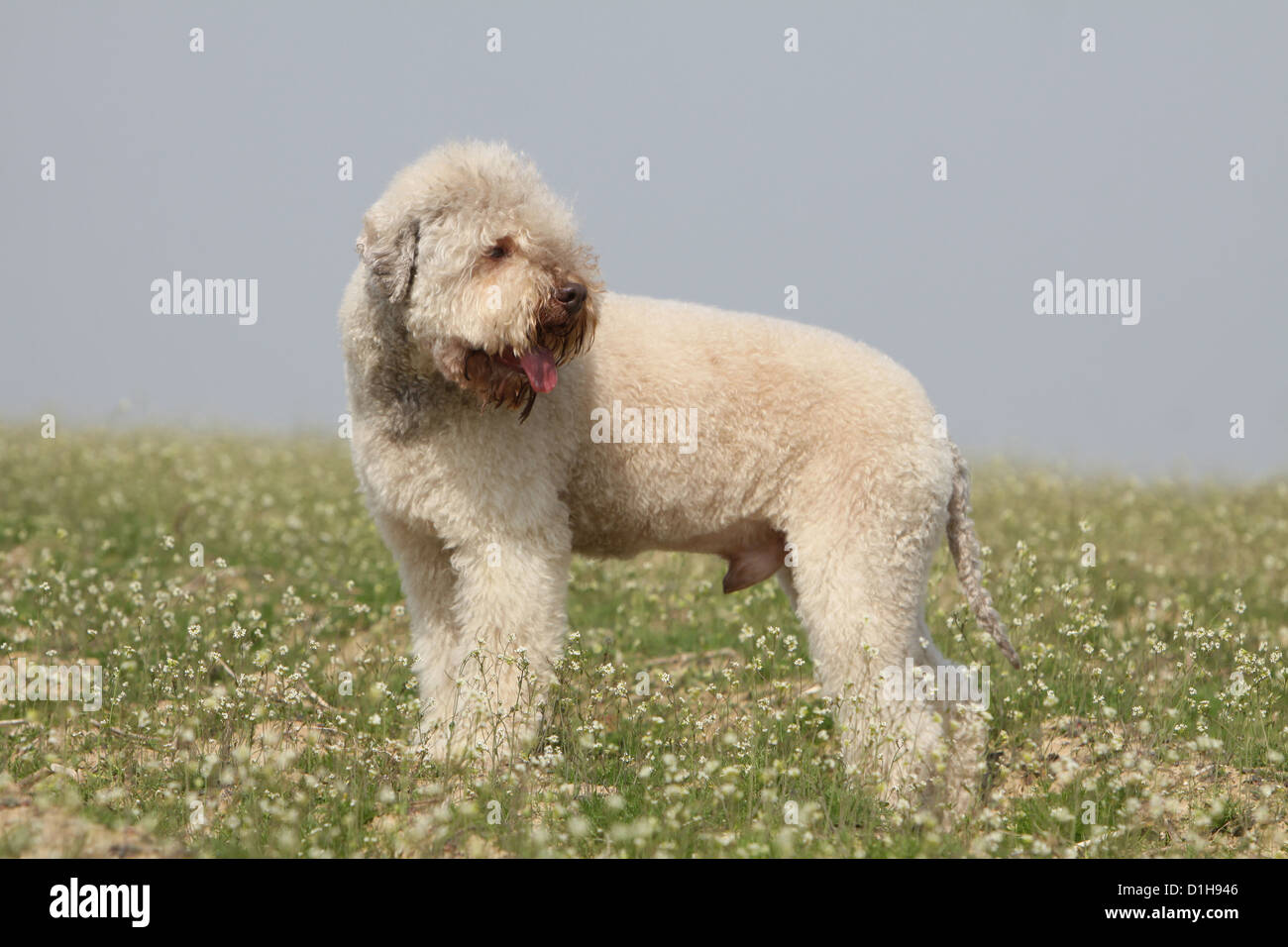 Dog Lagotto Romagnolo truffle dog standard profile beige cream Stock