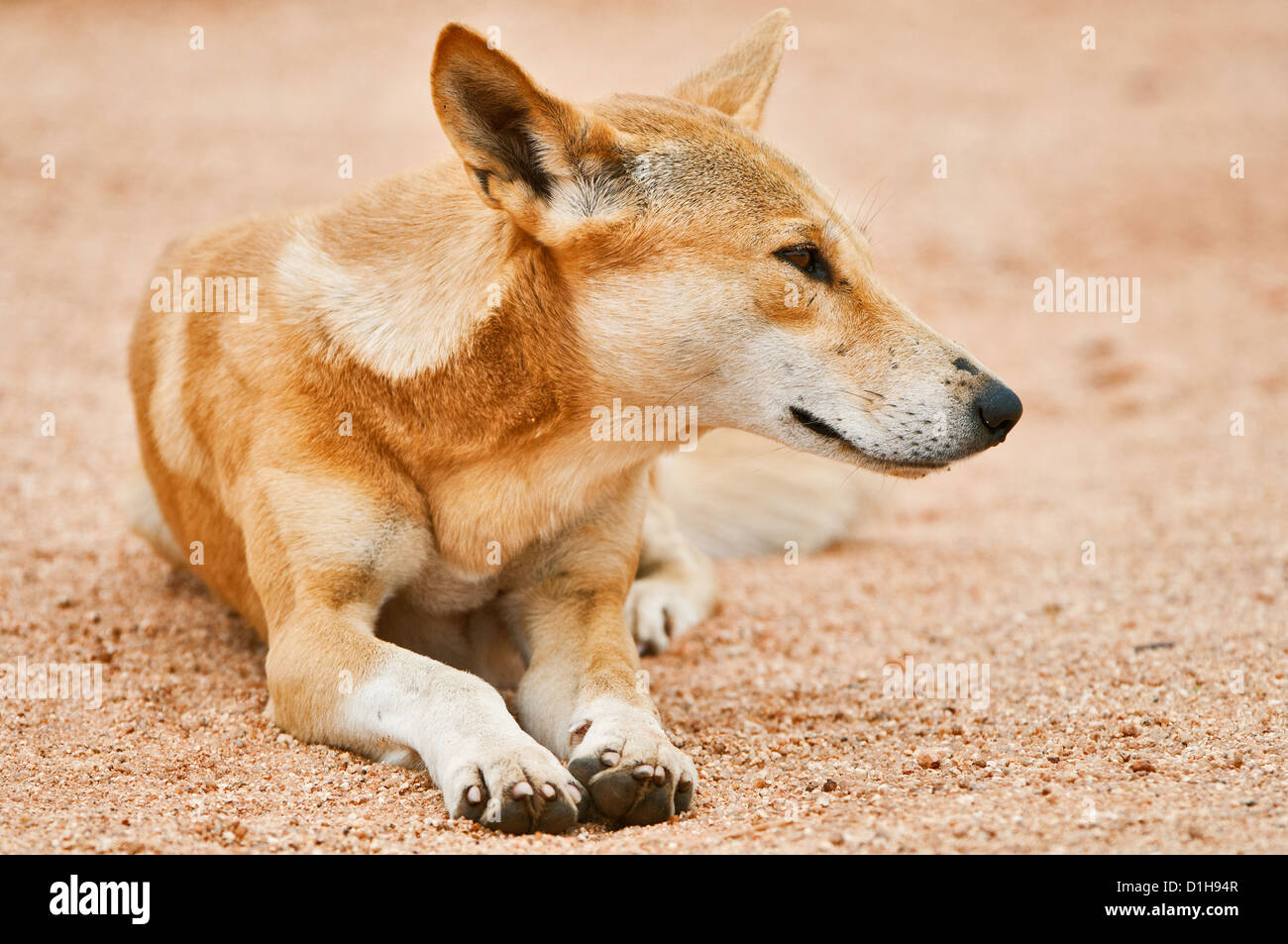 Dingo resting in the red soil of Australia's desert. Stock Photo