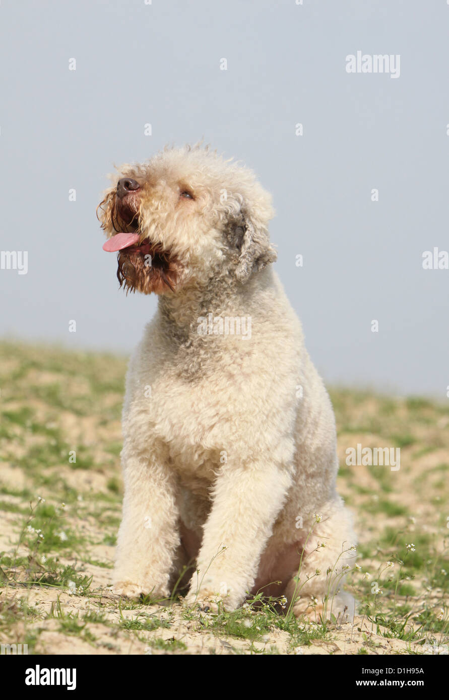 Dog Lagotto Romagnolo truffle dog beige cream sitting profile in a