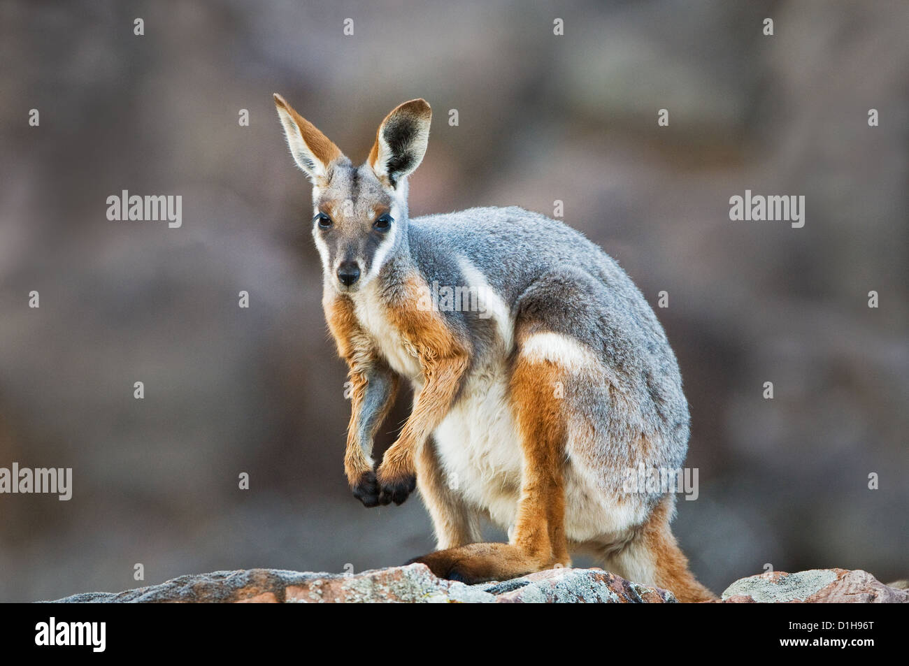 Yellow-footed Rock-wallaby sitting on a rock. Stock Photo