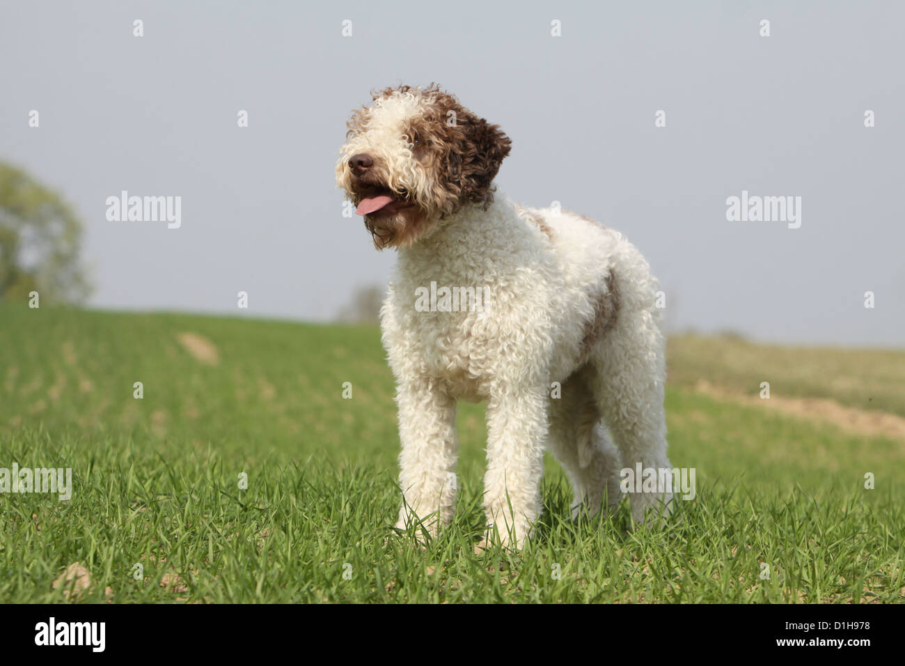 Sedog hi-res stock photography and images - Alamy