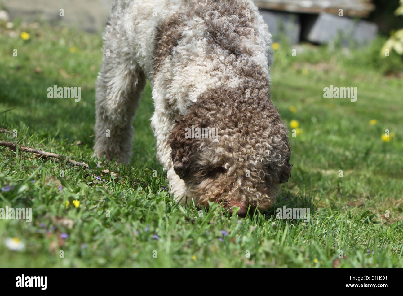 Dog Lagotto Romagnolo truffle dog searching truffles feel smell dig