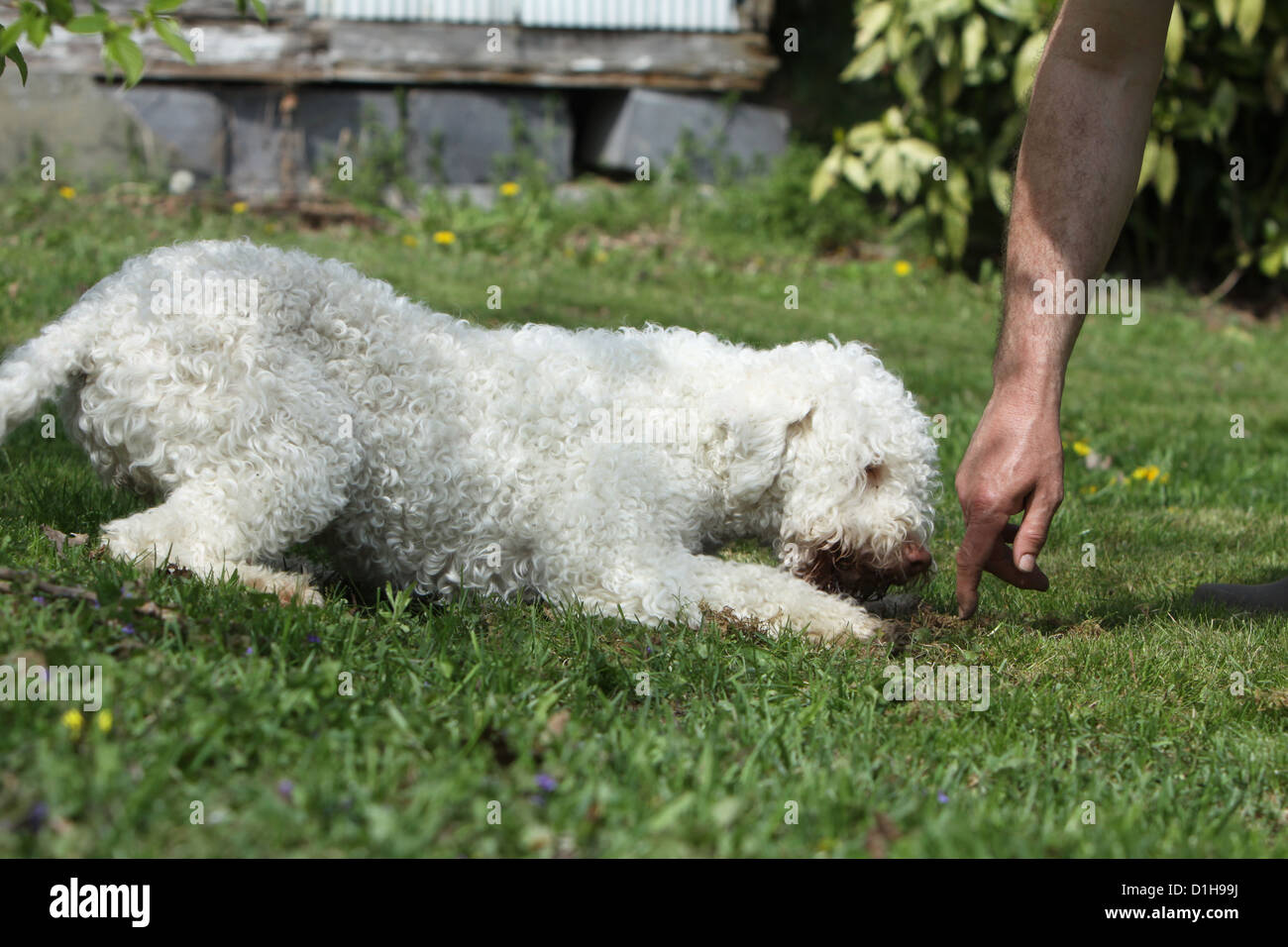 Dog Lagotto Romagnolo truffle dog searching truffles feel smell dig