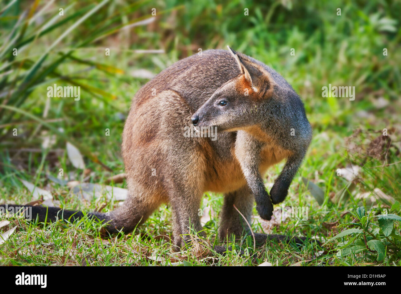 Swamp Wallaby looking around. Stock Photo