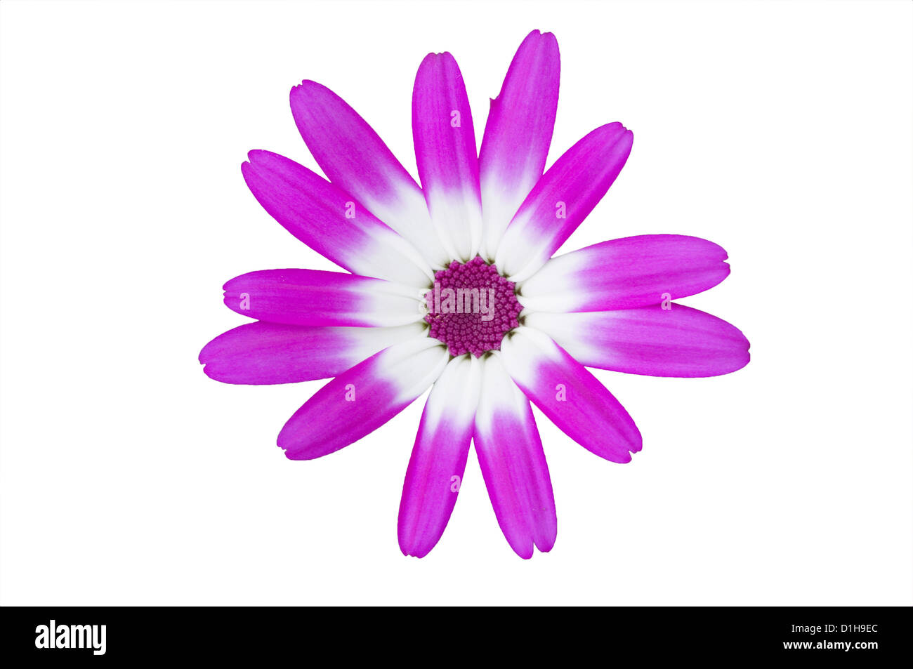 Sunsenereba “Magenta Bicolor” Stock Photo