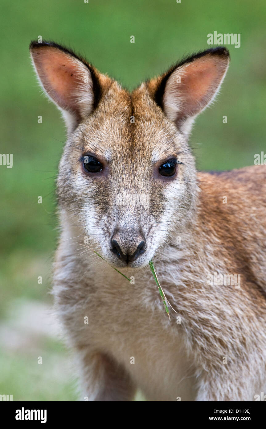 Agile Wallaby feeding on grass. Stock Photo