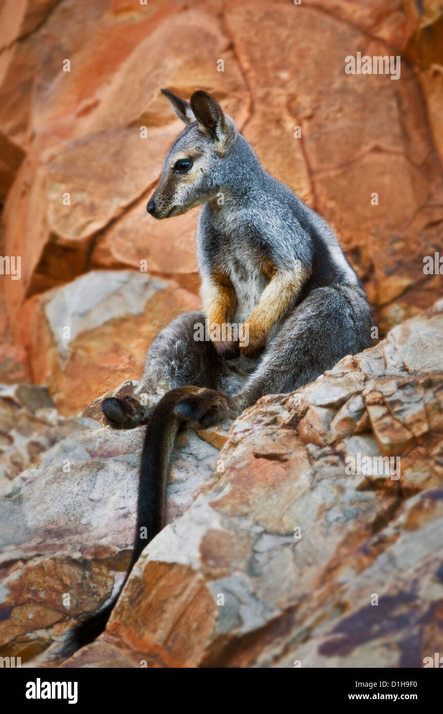 Black-footed Rock-wallaby sitting relaxed in a rock wall. Stock Photo