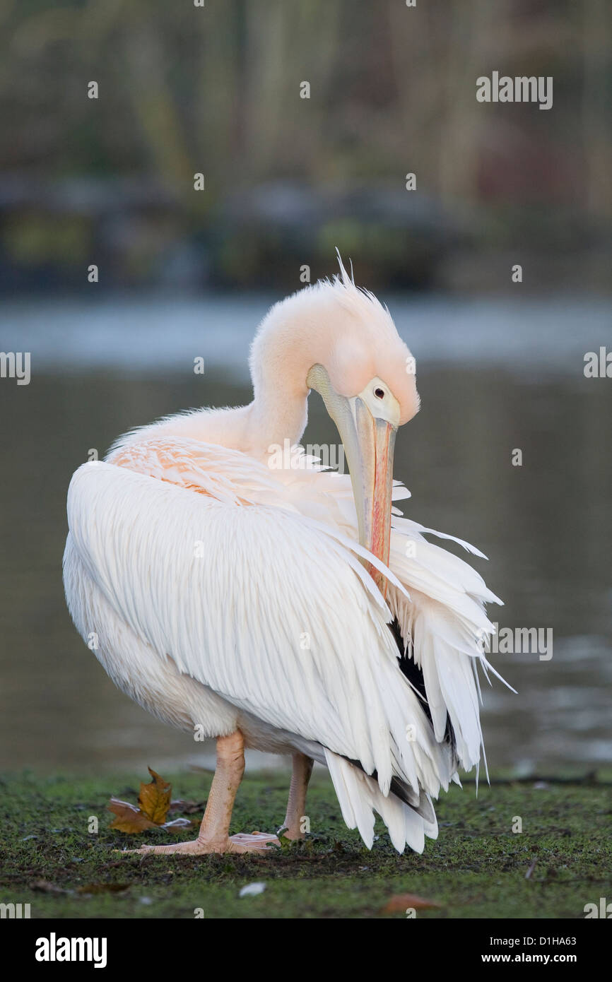 pelicans on the lake in London England American Great White Pelican Pelecanus onocrotalus Stock Photo