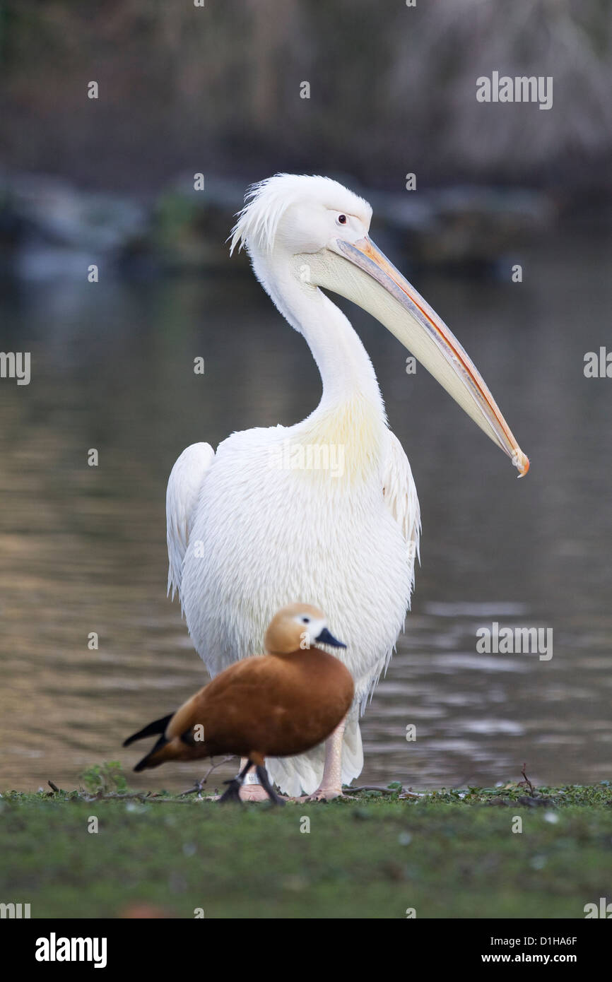 pelicans on the lake in London England American White Pelican Pelecanus erythrorhynchos Stock Photo