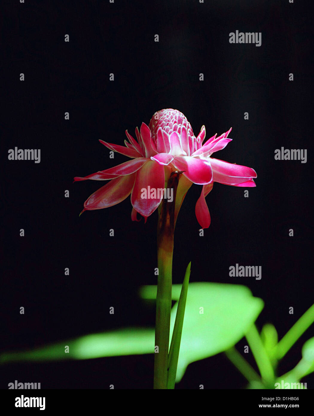 Pink single orchid in deep jungle Stock Photo Alamy
