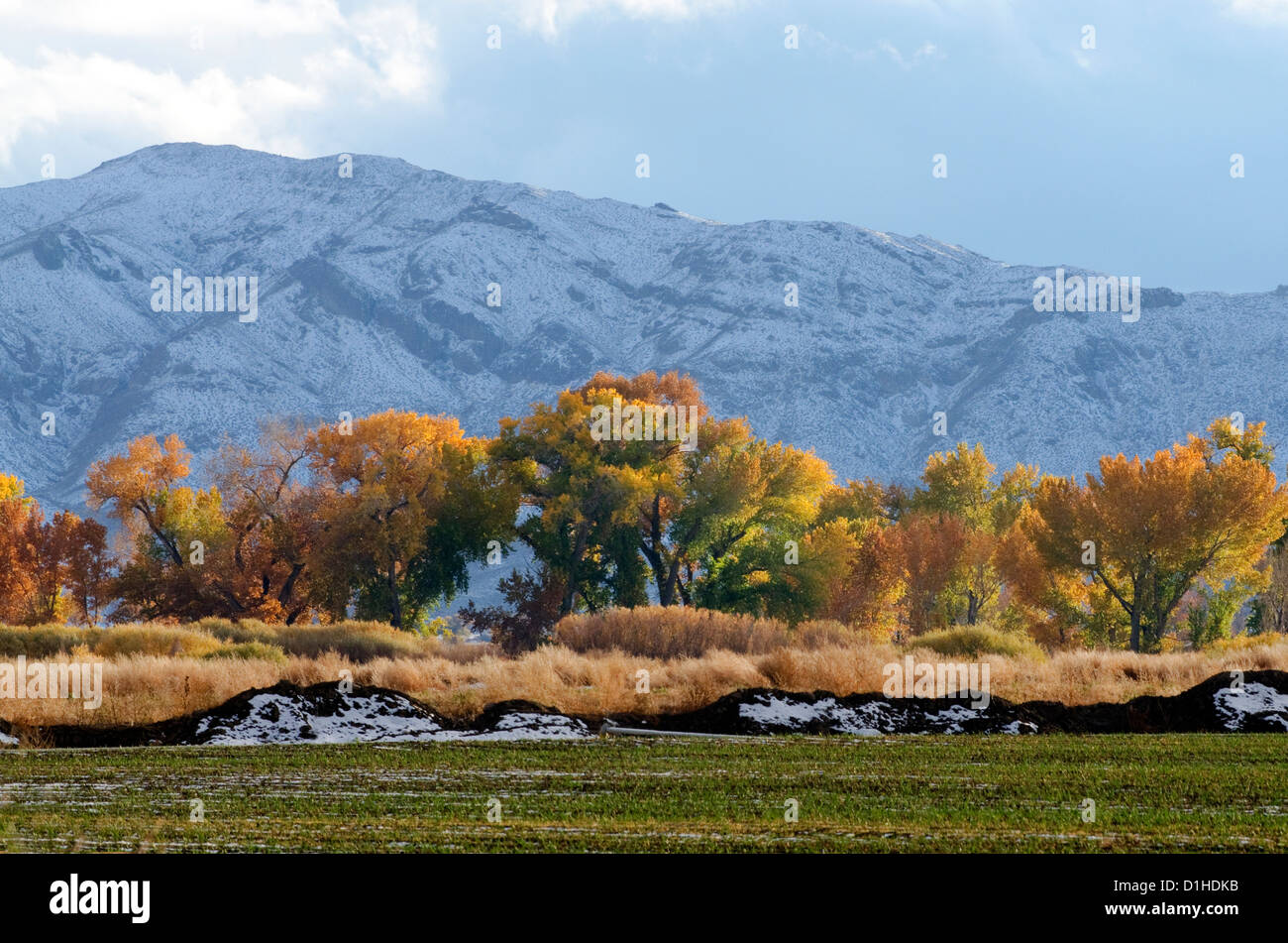 Cottonwood trees with fall color grow in front of snow covered mountains in Yerington, NV. Stock Photo