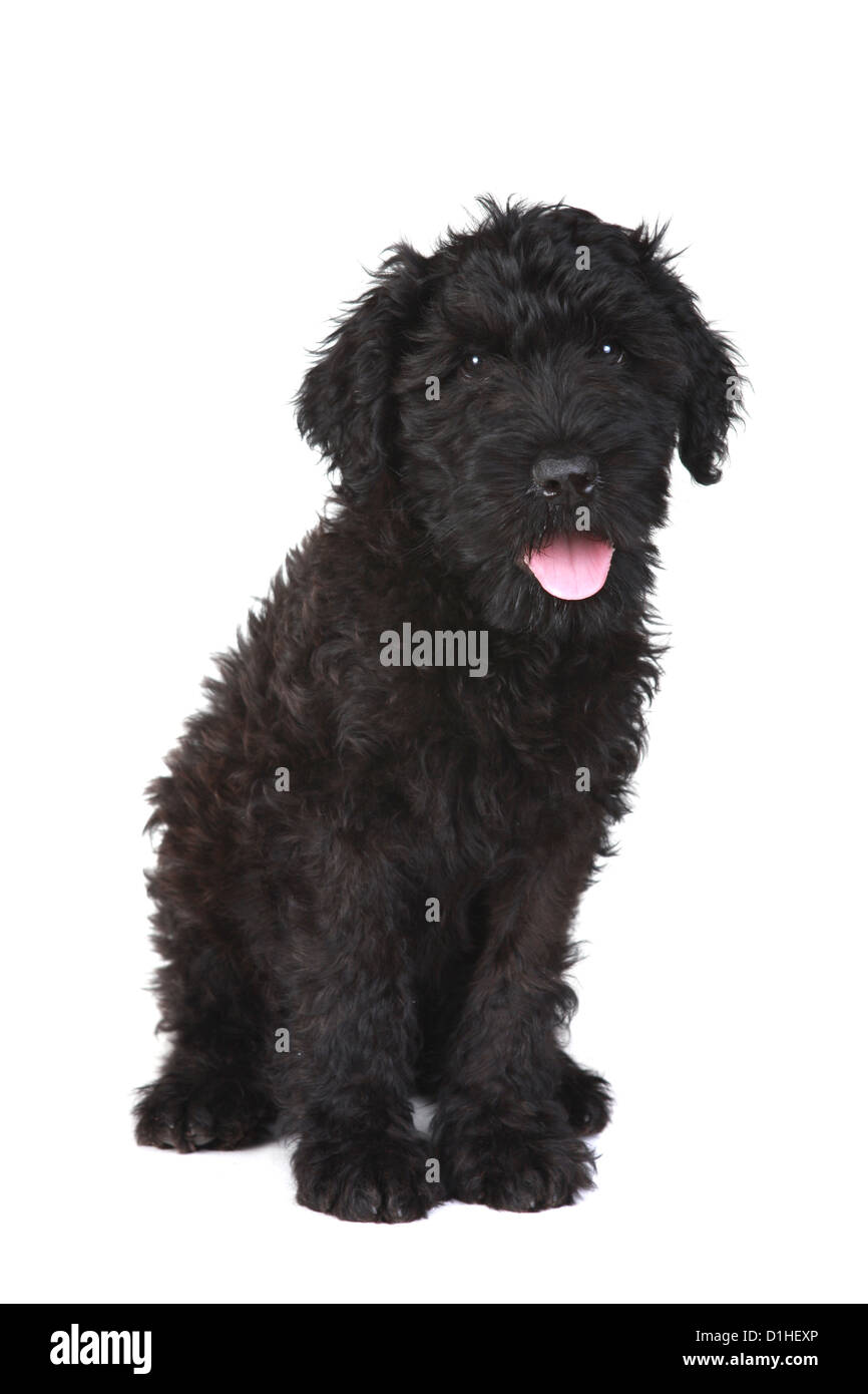 Black Russian Terrier Puppy on White Background Stock Photo - Alamy