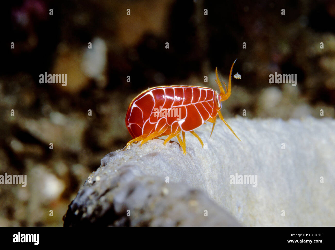 Sea flea (Amaryllis sp.), Henry Head, Botany Bay, Sydney, Australia