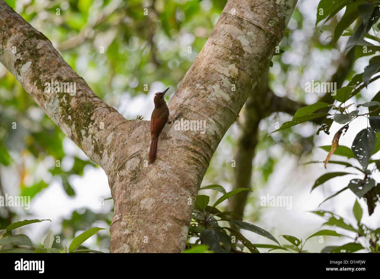 Northern Barred-Woodcreeper (Dendrocolaptes sanctithomae) on tree, Heredia, Costa Rica. Stock Photo