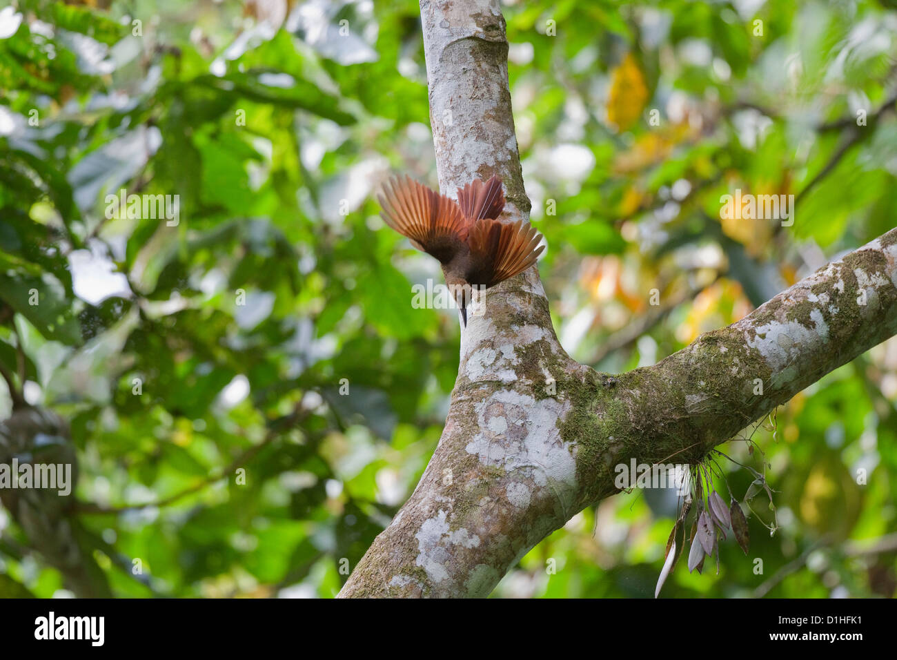 Northern Barred-Woodcreeper (Dendrocolaptes sanctithomae) flying from branch of tree, Heredia, Costa Rica. Stock Photo