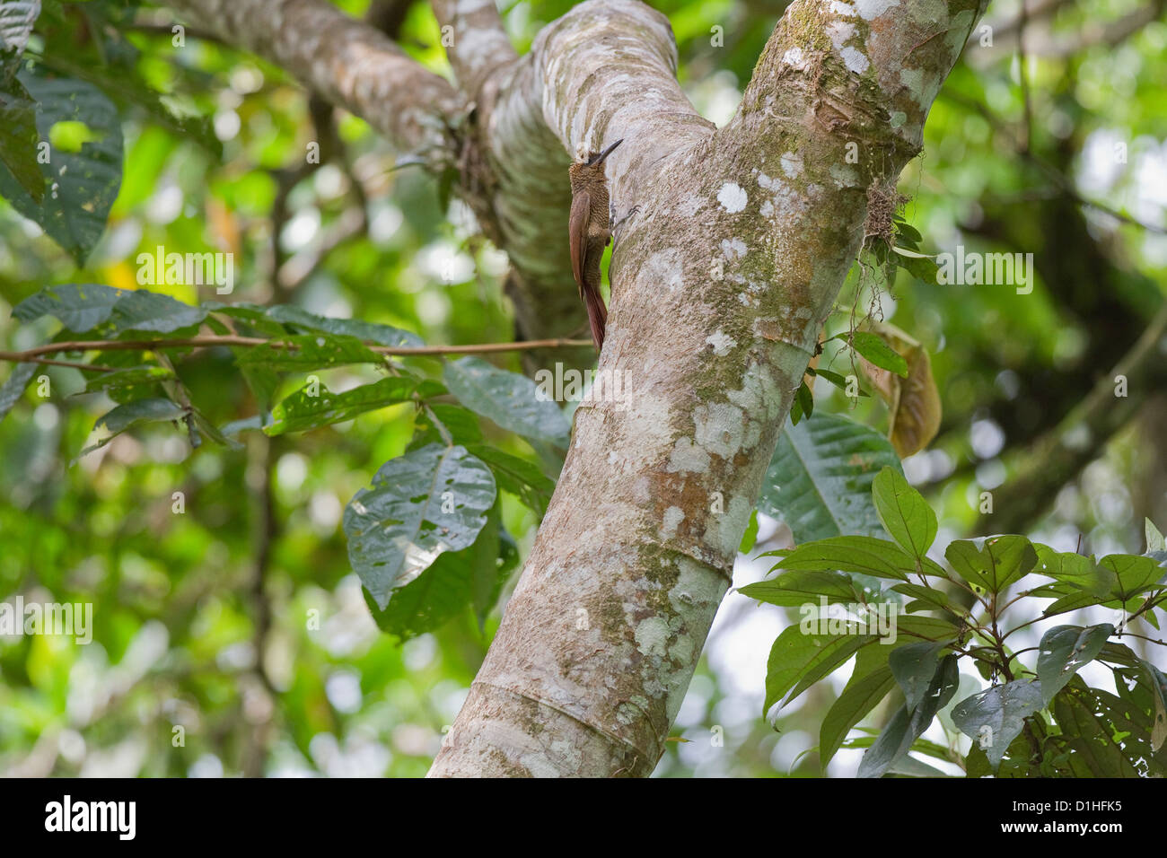 Northern Barred-Woodcreeper (Dendrocolaptes sanctithomae) on tree, Heredia, Costa Rica. Stock Photo