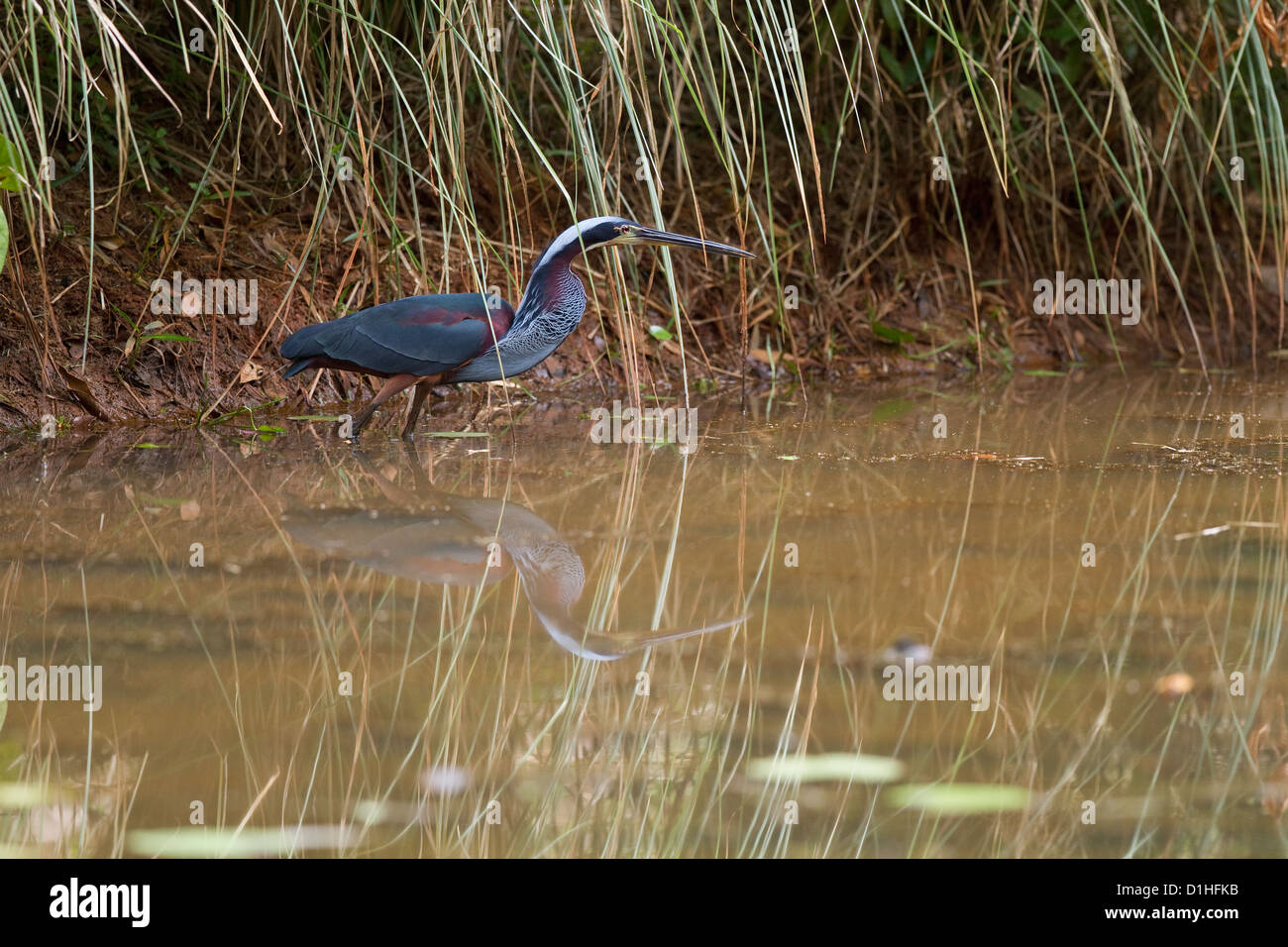 Agami Heron (Agamia agami) foraging for food in pond at botanical gardens near Selva Verde Lodge, Heredia, Costa Rica. Stock Photo
