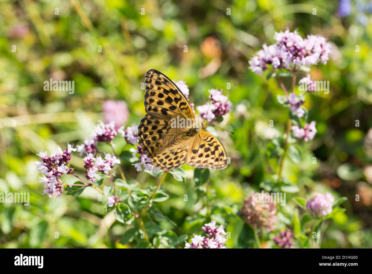 butterfly on a flower in nature, flora and fauna Stock Photo
