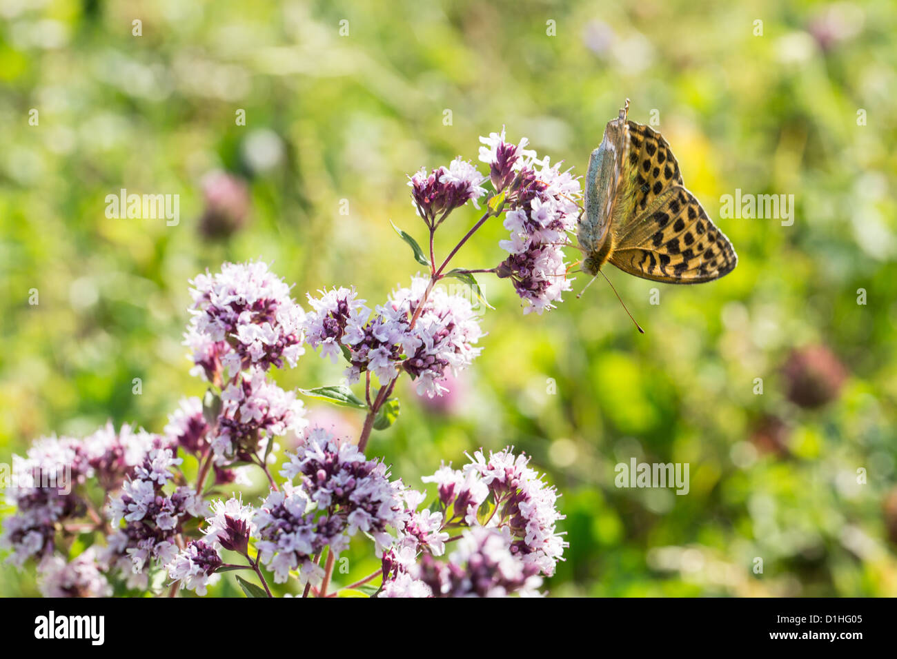 Flora an fauna hires stock photography and images Alamy
