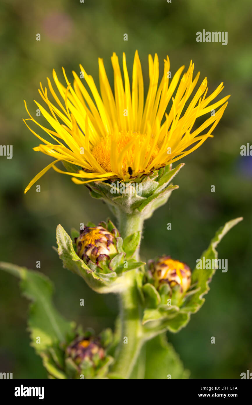 yellow beautiful macro flower field on nature on summer Floral design Stock Photo