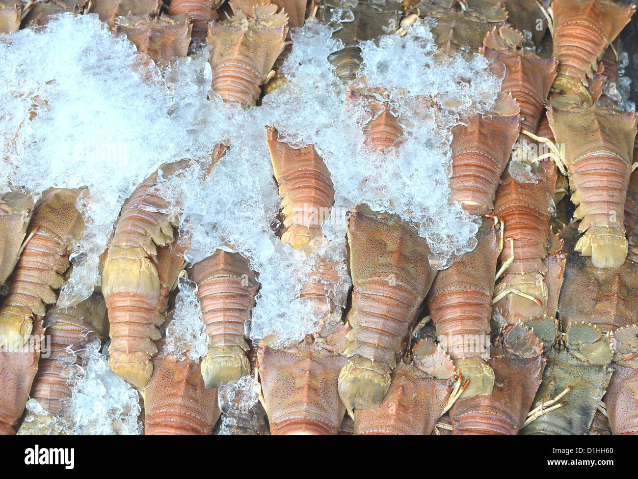 Lobster armour hi-res stock photography and images - Alamy
