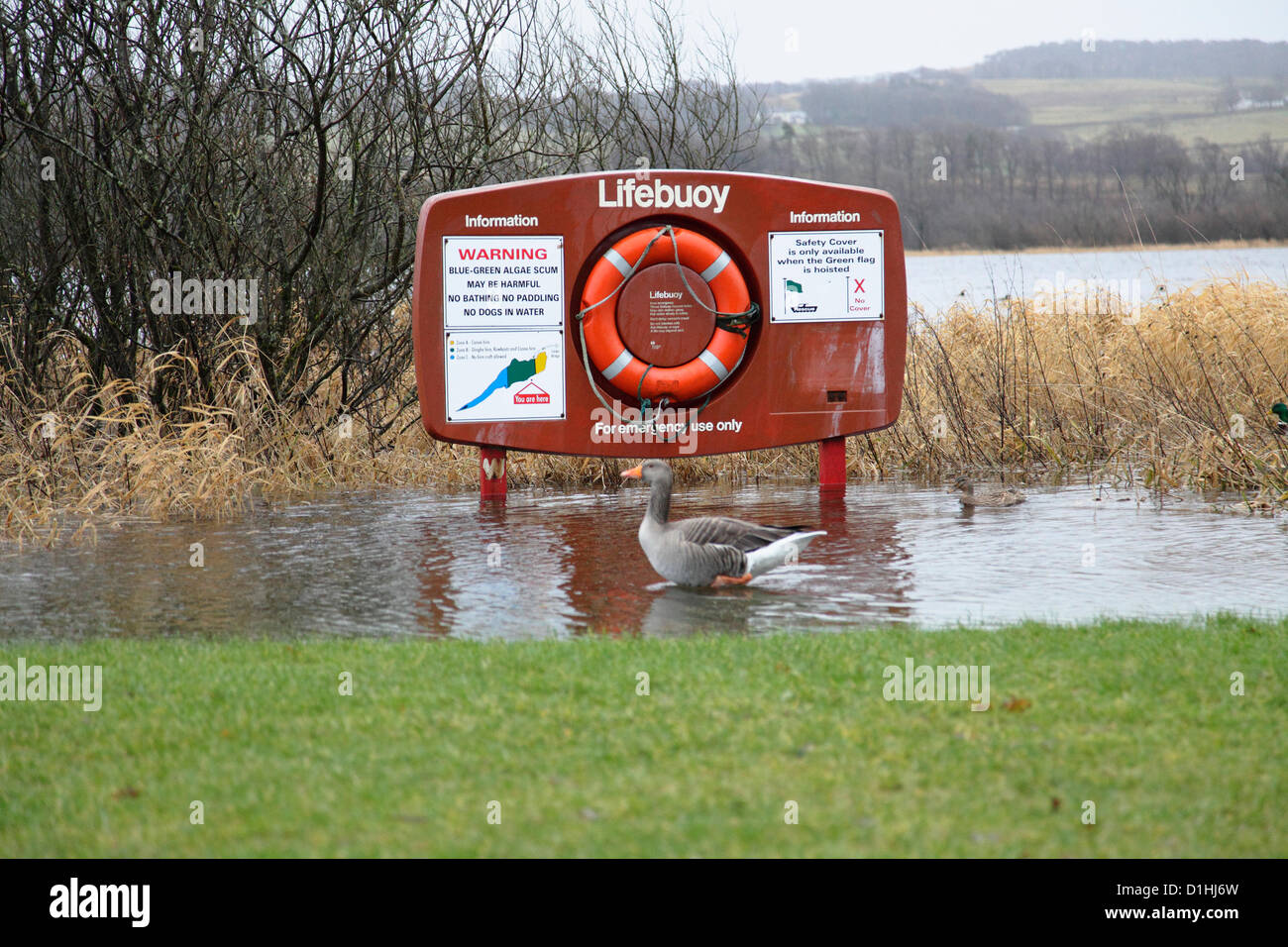 Castle Semple Visitor Centre, Lochwinnoch, Renfrewshire, Scotland, UK, Sunday, 23rd December, 2012. A greylag goose paddling past a flooded lifebuoy stand at Castle Semple Loch in Clyde Muirshiel Regional Park following persistent heavy rain Stock Photo