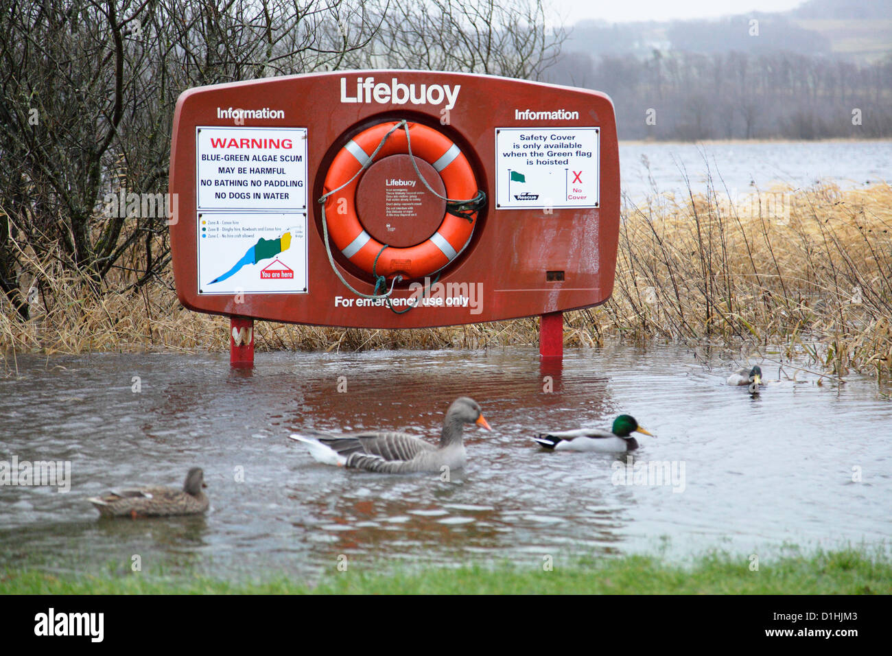 Castle Semple Visitor Centre, Lochwinnoch, Renfrewshire, Scotland, UK, Sunday, 23rd December, 2012. Ducks and a greylag goose paddling past a flooded lifebuoy stand at Castle Semple Loch in Clyde Muirshiel Regional Park following persistent heavy rain Stock Photo