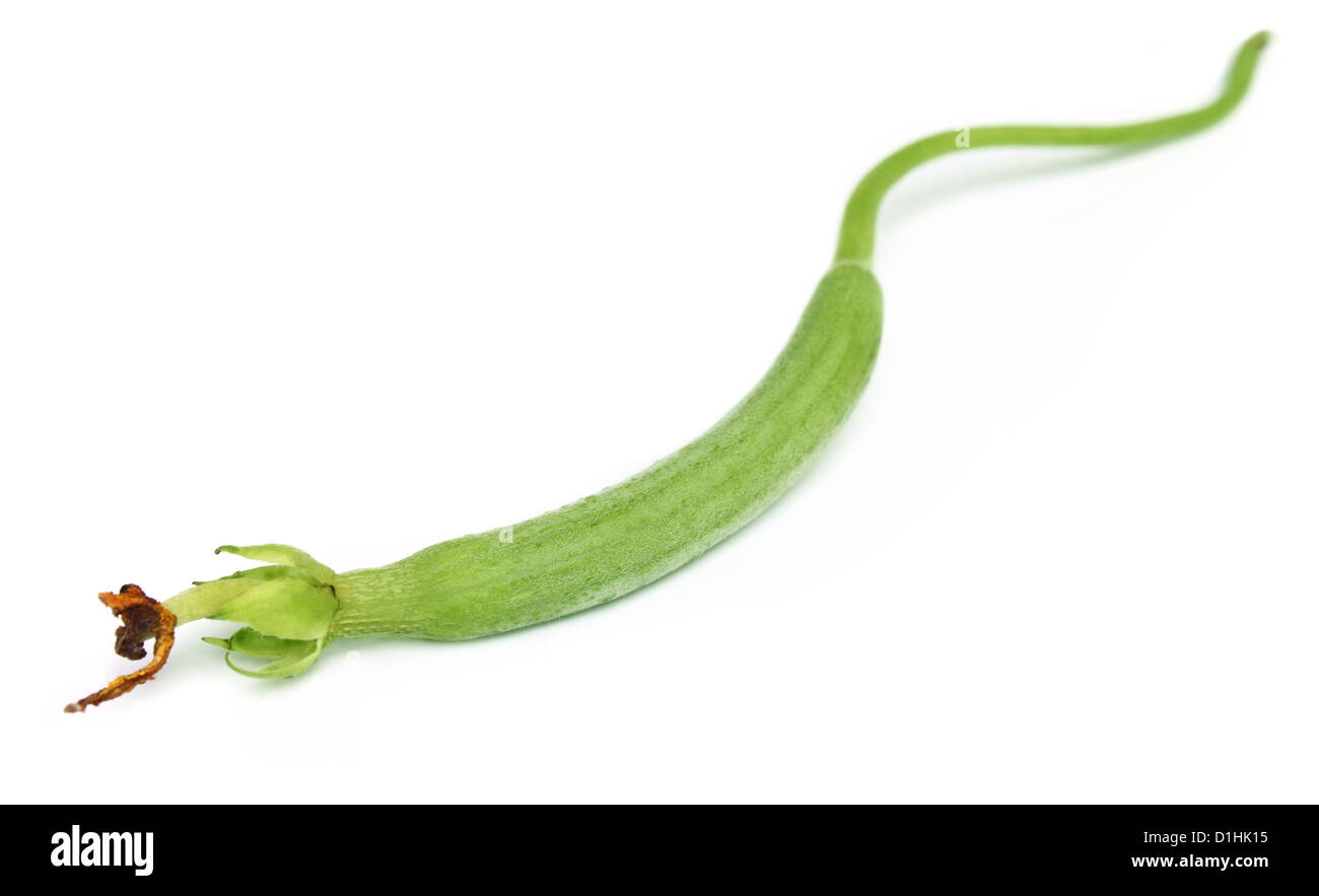 Young luffa: a species of ridge gourd over white background Stock Photo