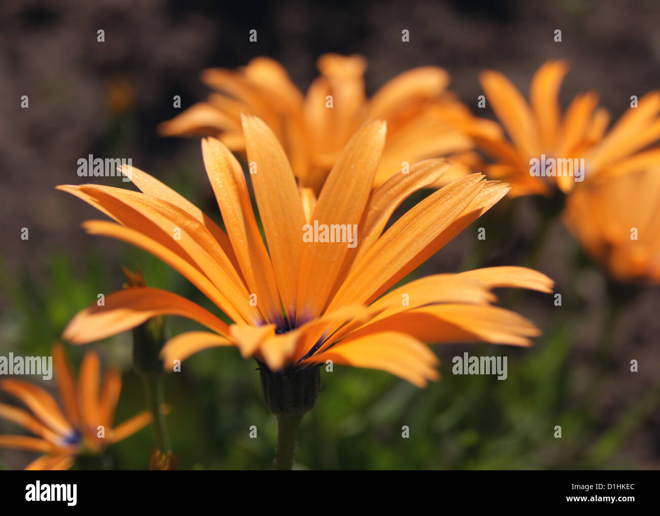Glandular Cape marigold Stock Photo - Alamy