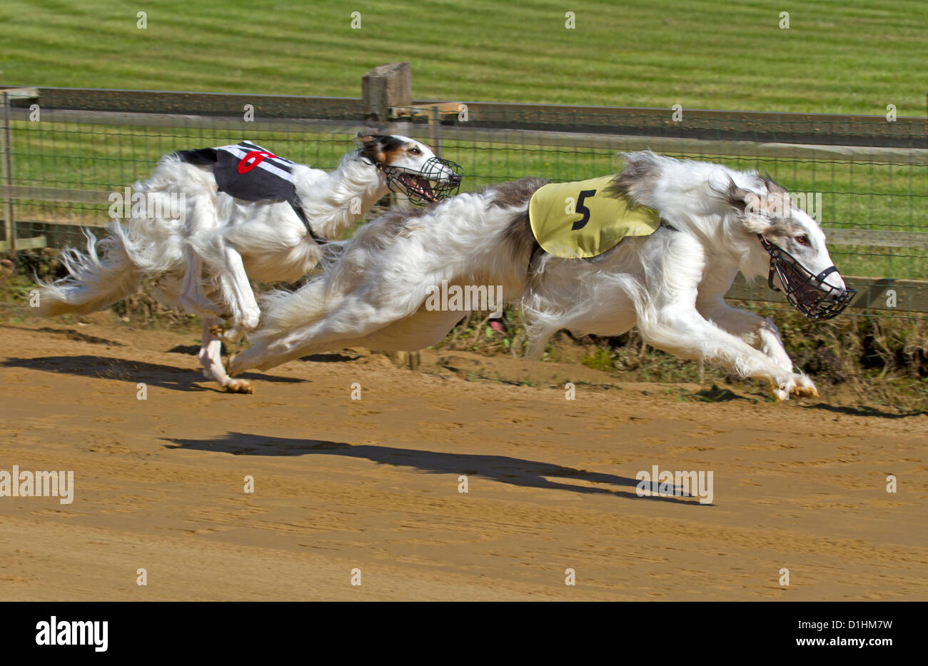Sighthound racing hires stock photography and images Alamy