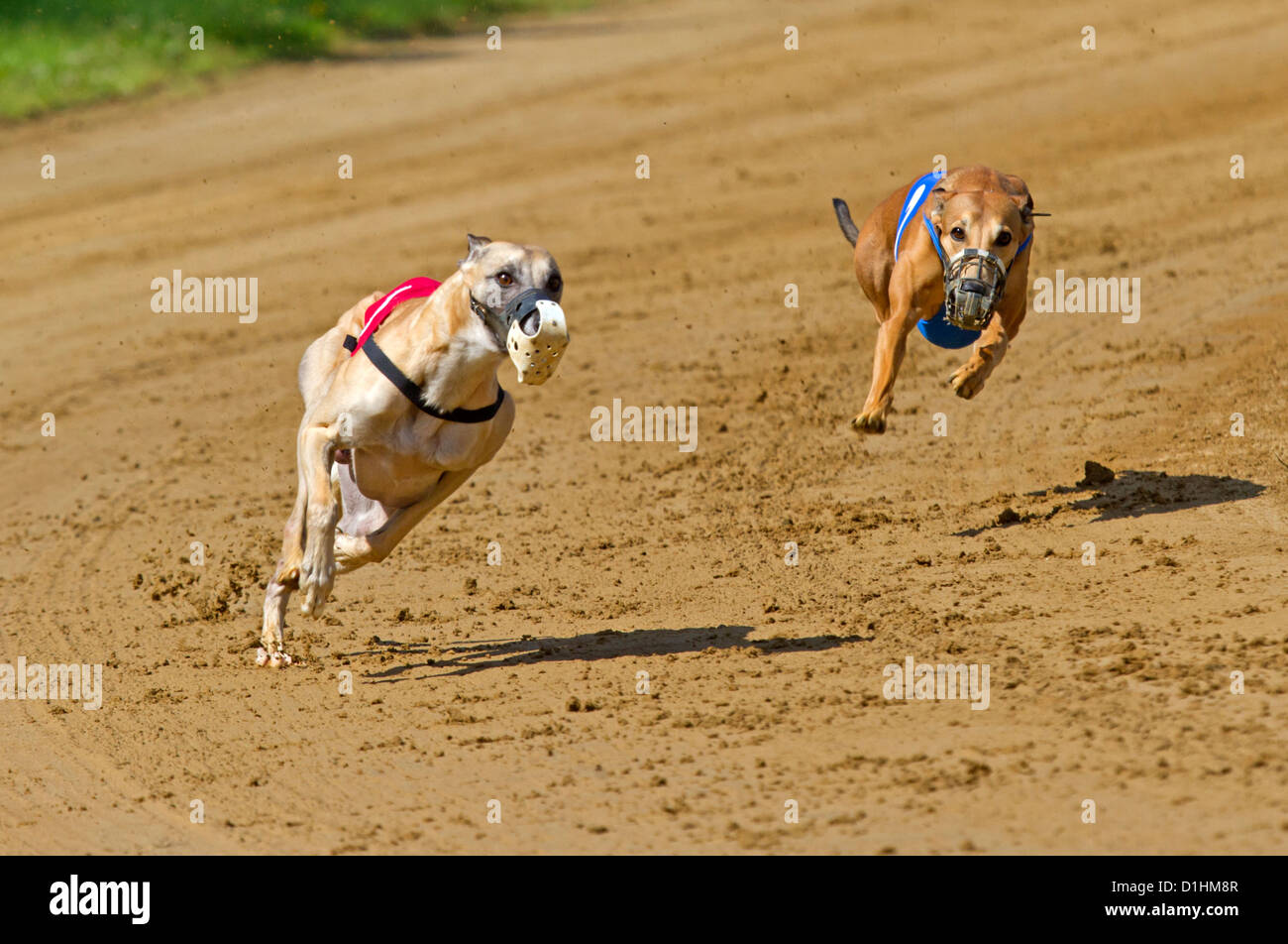 Sighthound racing hires stock photography and images Alamy