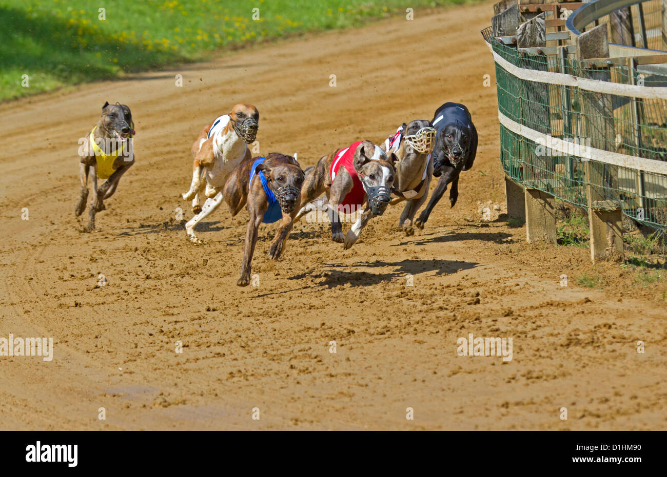 Afghan hound racing hires stock photography and images Alamy