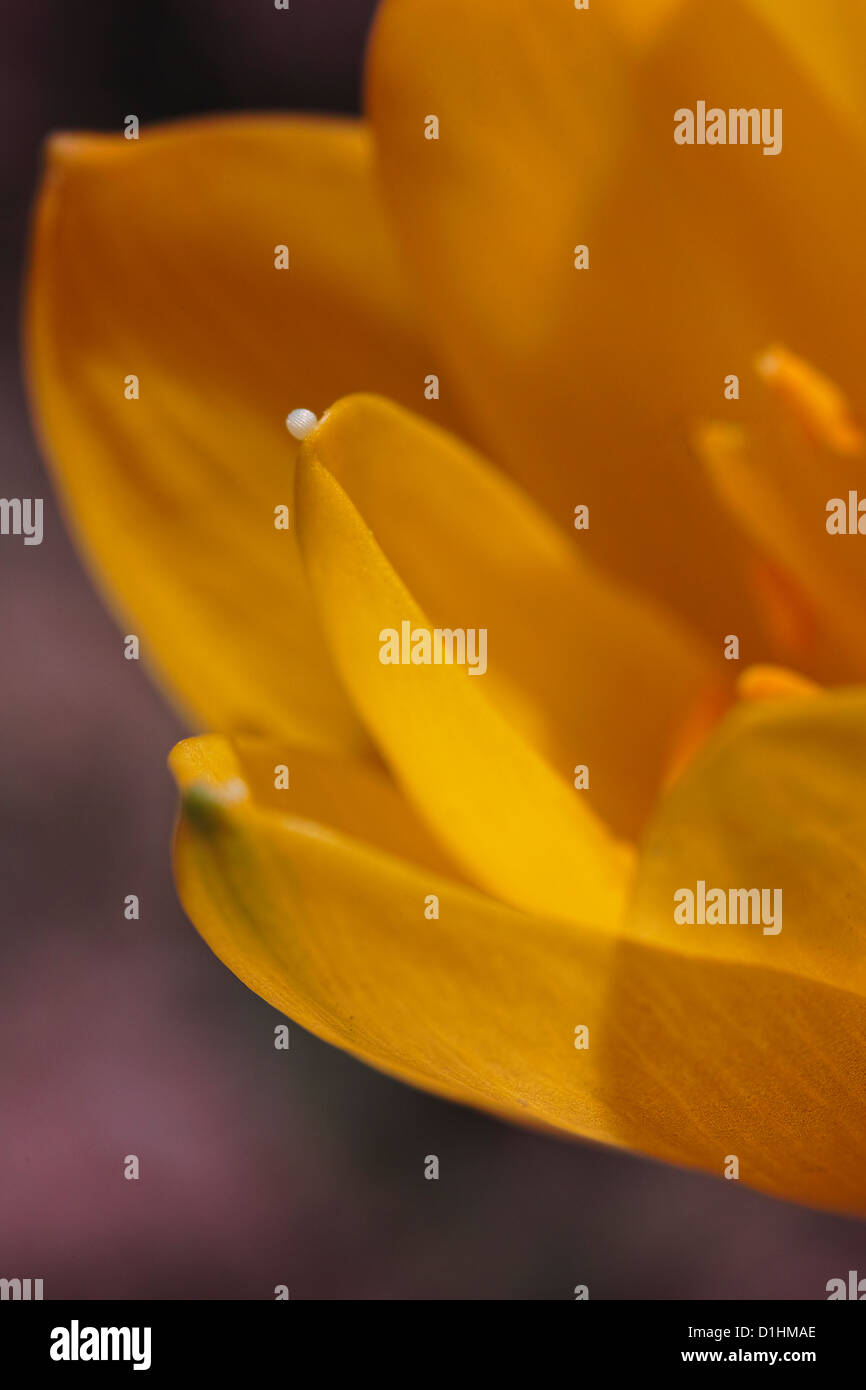 Yellow Fall Crocus Yellow autumn crocus with white micro flower, micro photography Stock ...