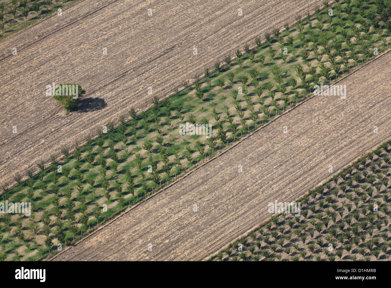 Aerial view, tree on field Stock Photo - Alamy