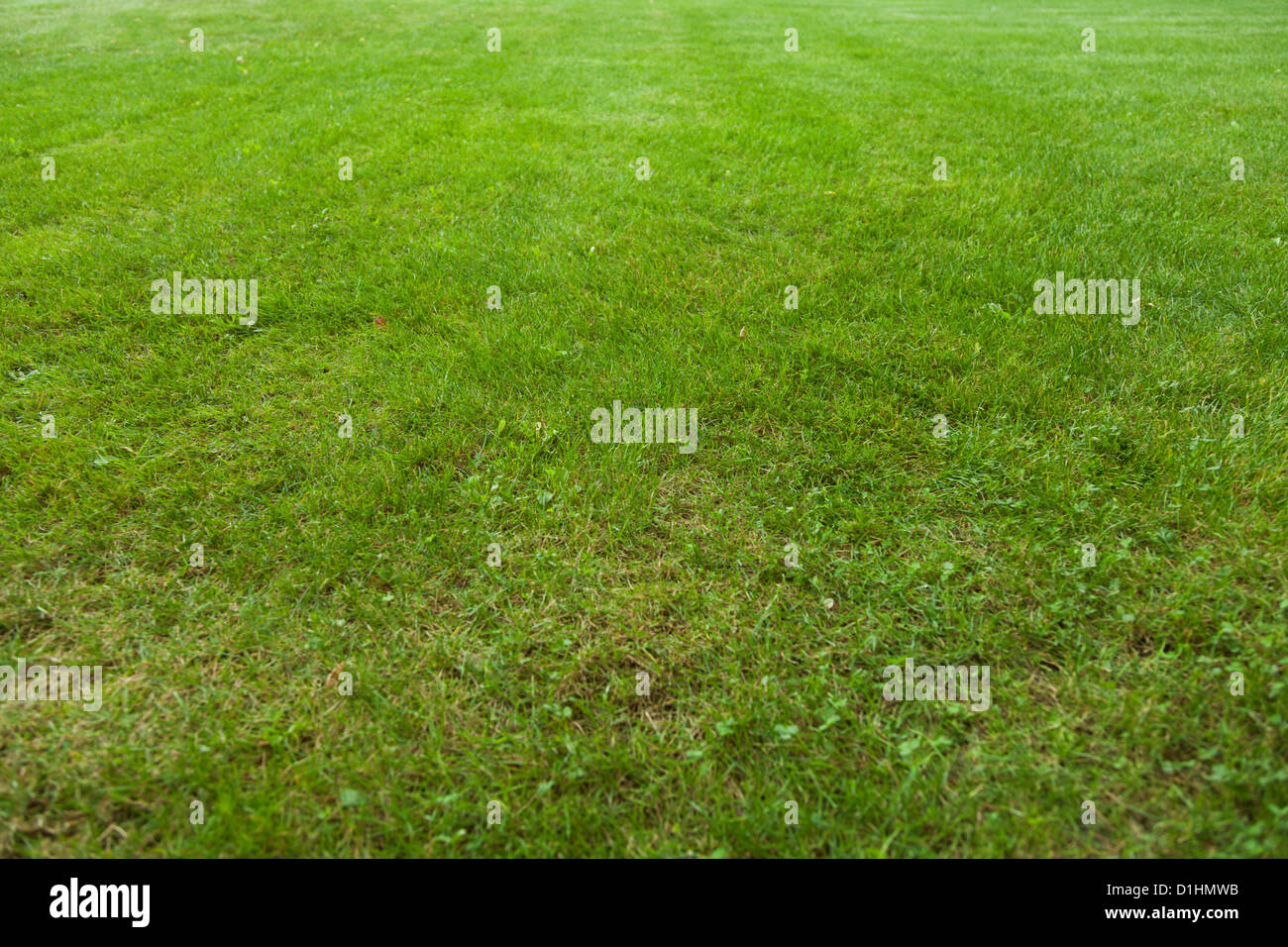 Green grass background Stock Photo - Alamy