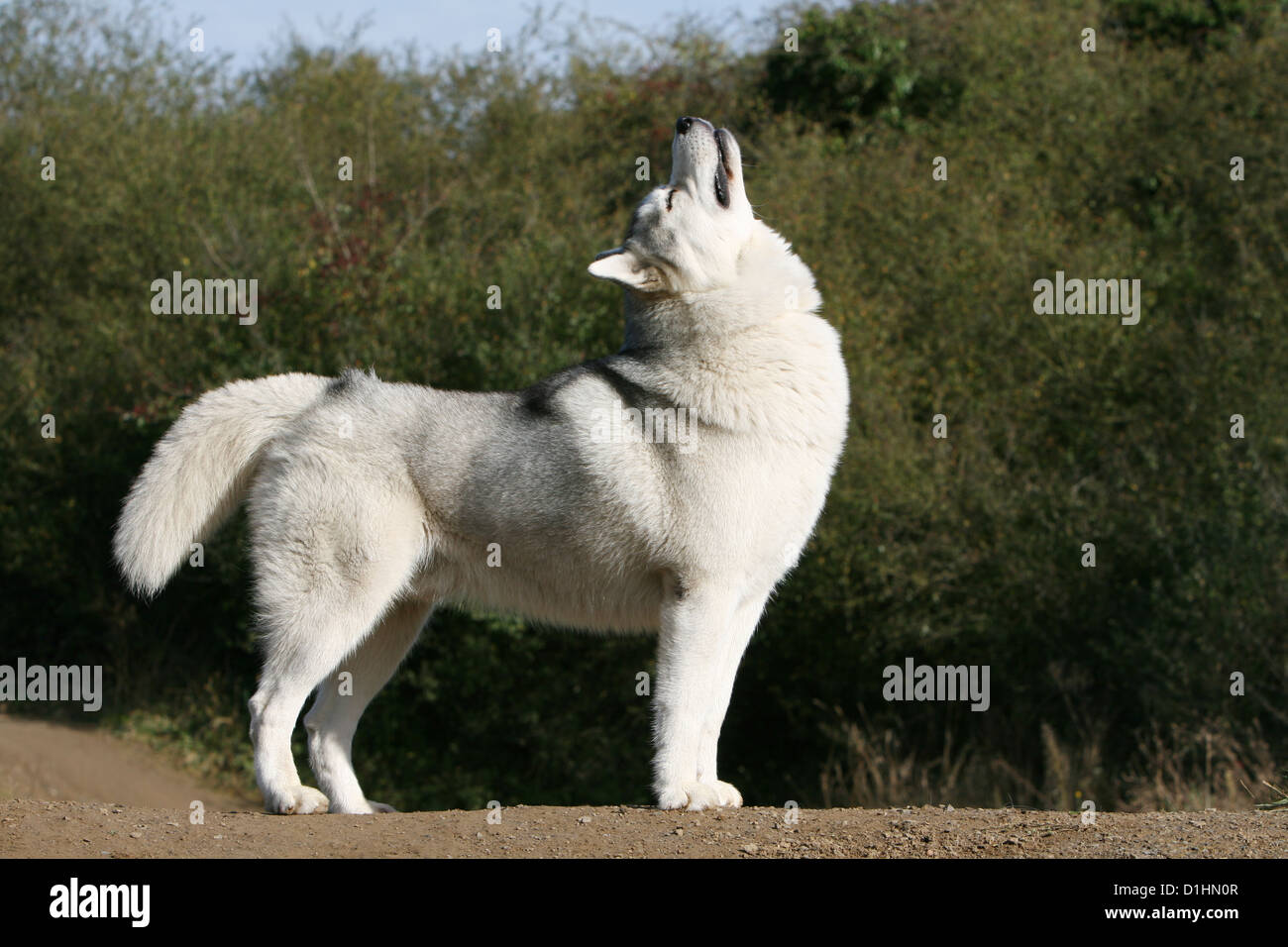 husky howling