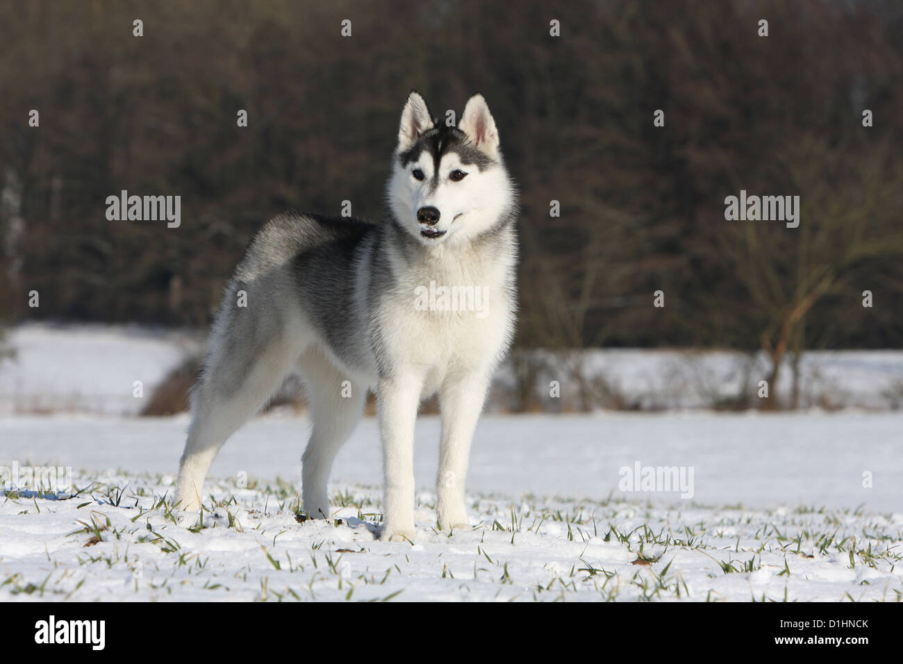 Dog Siberian Husky adult white and black standing on snow Stock Photo