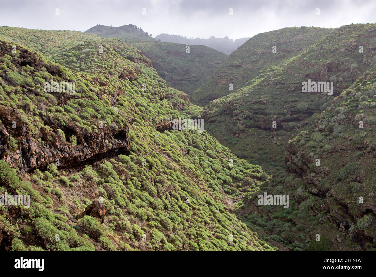 Ravine near Santo Domingo de Garafia, La Palma, Canary Islands, Spain Stock Photo