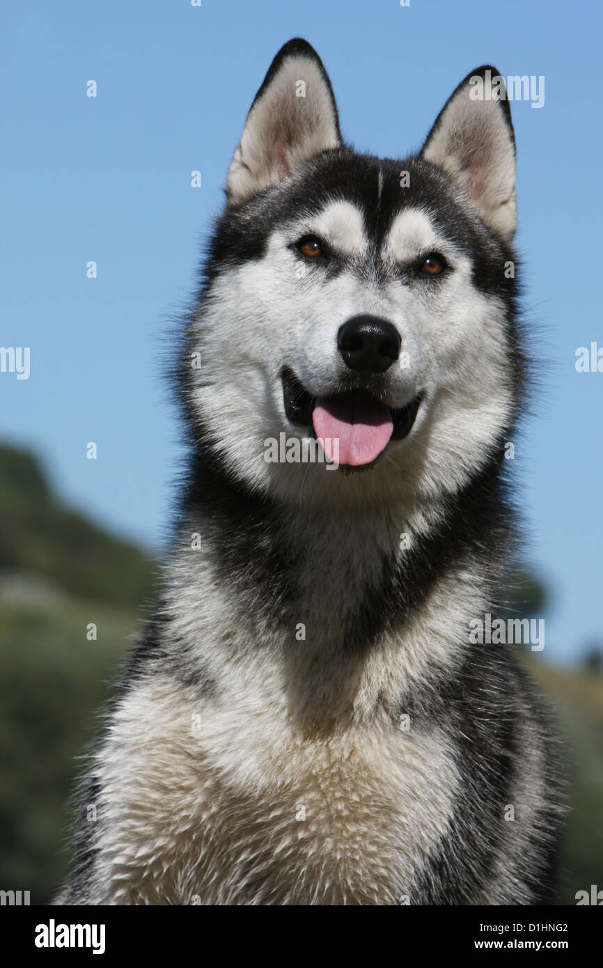 Portrait adult husky dog wonderful hi-res stock photography and images -  Alamy, image size:866x1390
