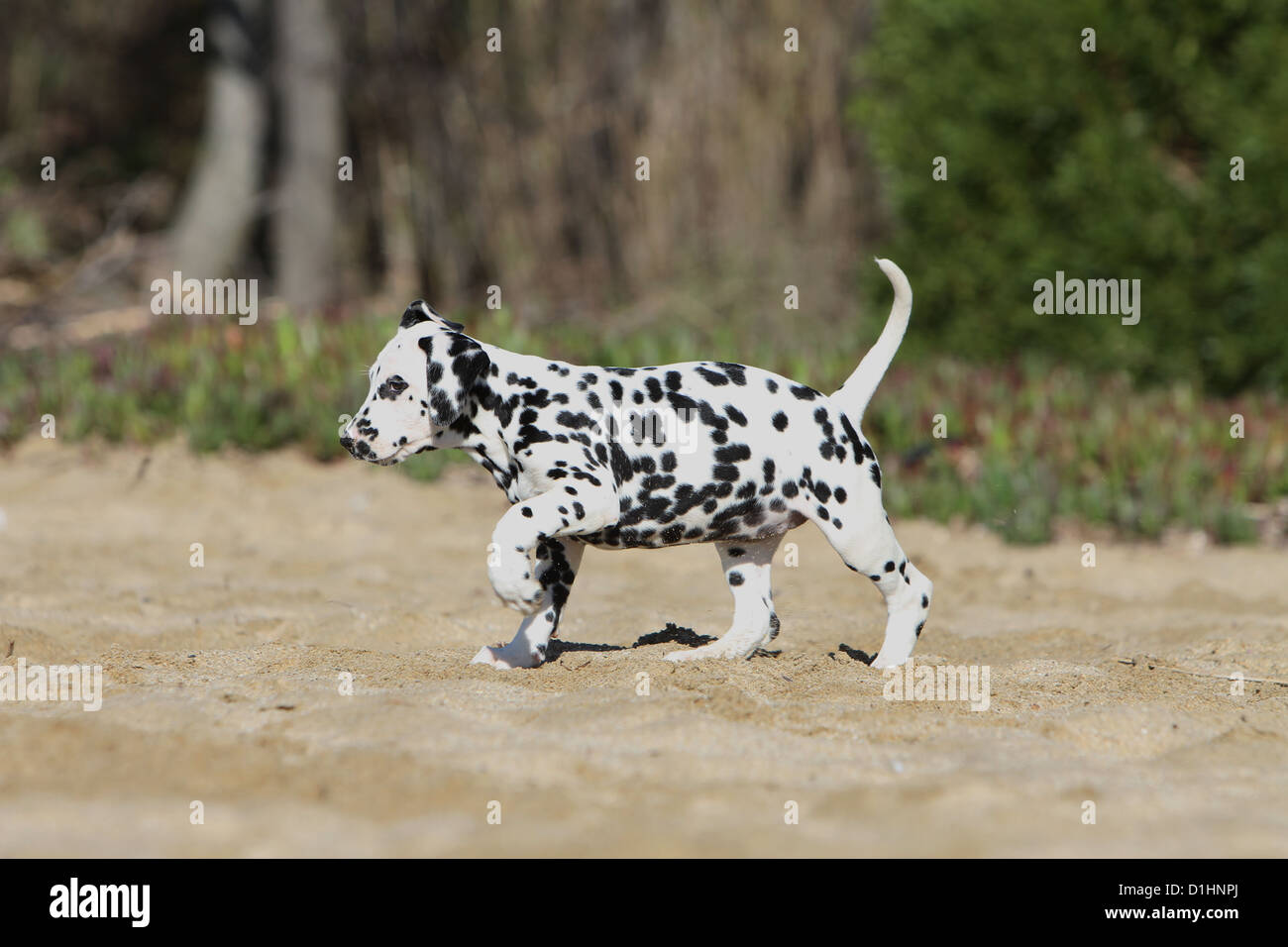 Dog Dalmatian / Dalmatiner / Dalmatien puppy walking on the sand Stock Photo