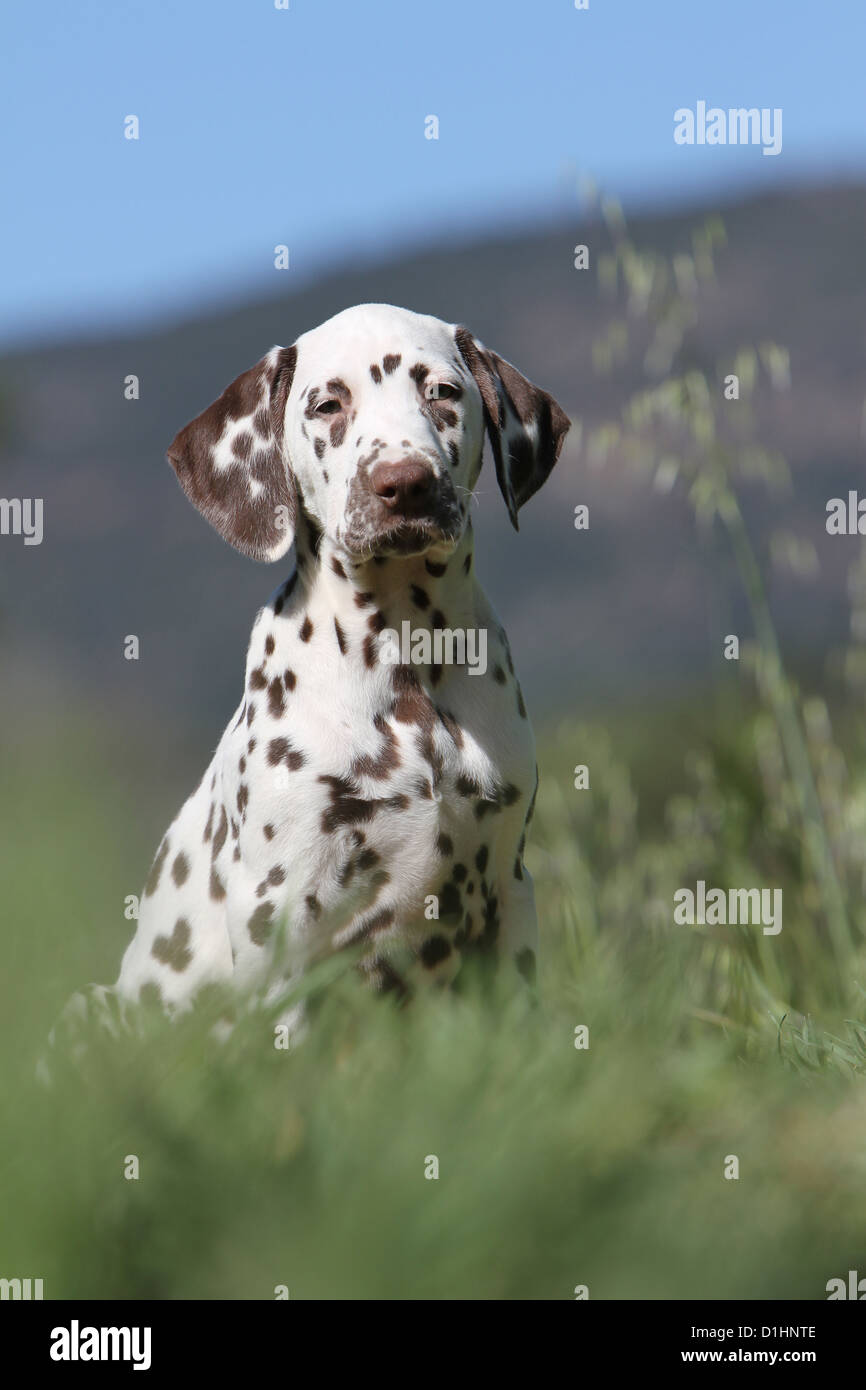 Dog Dalmatian / Dalmatiner / Dalmatien puppy sitting in a meadow Stock Photo