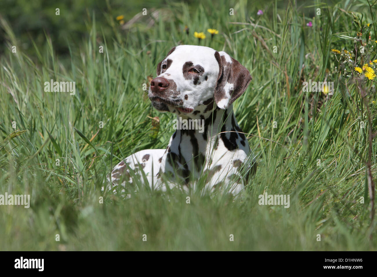 Dog Dalmatian / Dalmatiner / Dalmatien puppy lying on the grass Stock Photo