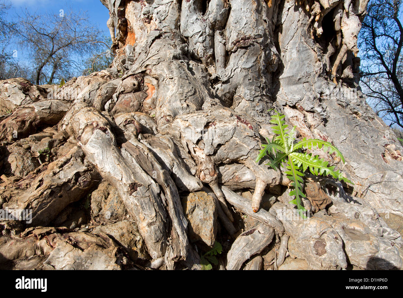 Root of a Dragon tree / Dracaena draco Stock Photo