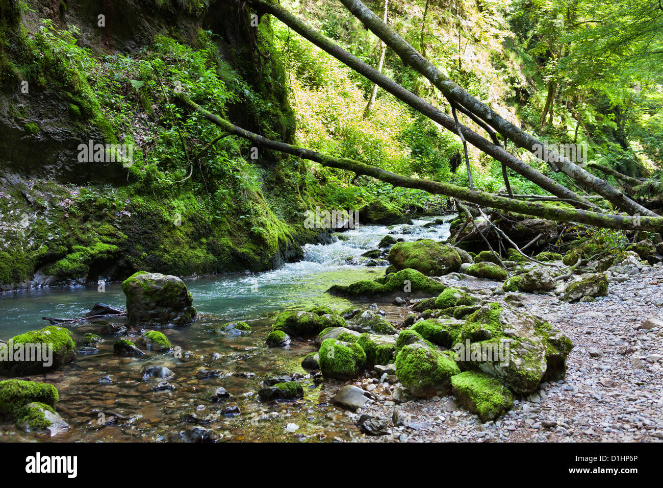 Landscape with lush forest and a river flowing through mossy boulders ...